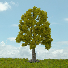 model trees